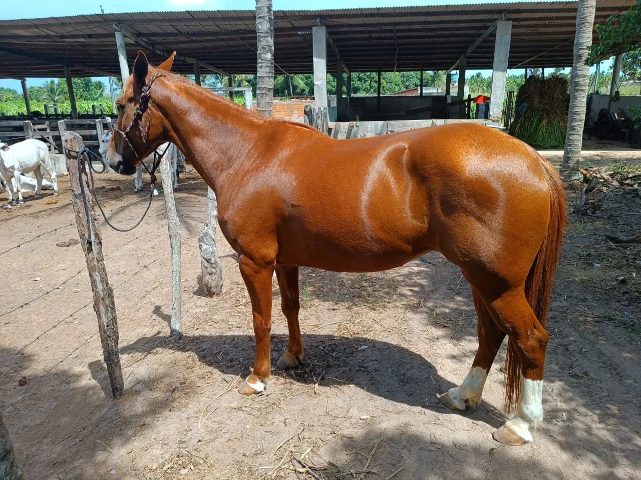 Égua quarto de milha (ler a descrição) - Foto 2