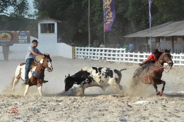 Cavalo paint horse  - Foto 4