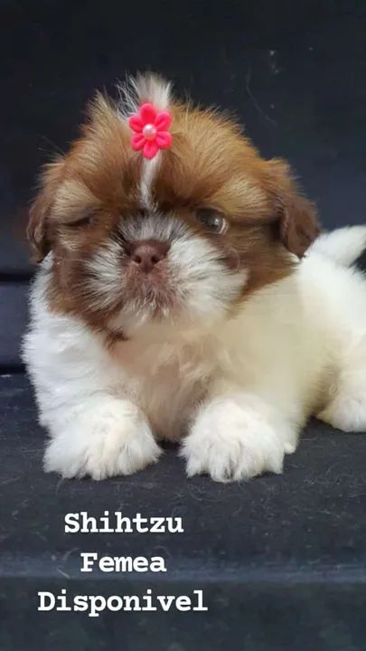 Shihtzu Femea Foto Real em ate 10x (vermelha e branca)