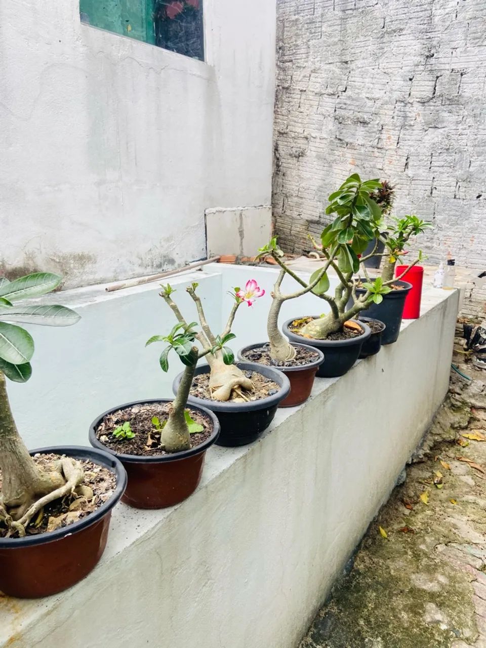 4 Mudas de Adenium obesum (Rosa do Deserto) - Foto 5