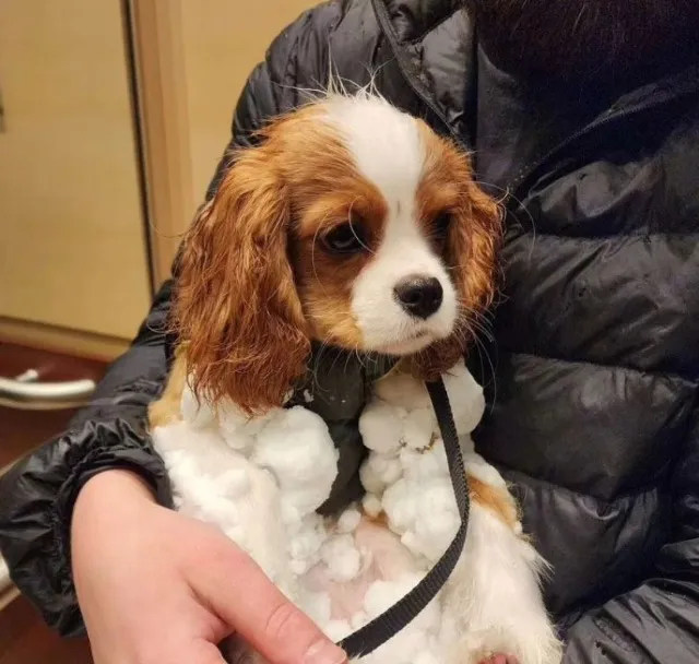 Cavalier King- Machinho e fêmea com 68 dias, blenheim lindos-Dani