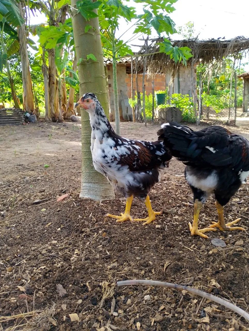 Ovos férteis GSB  - Foto 6