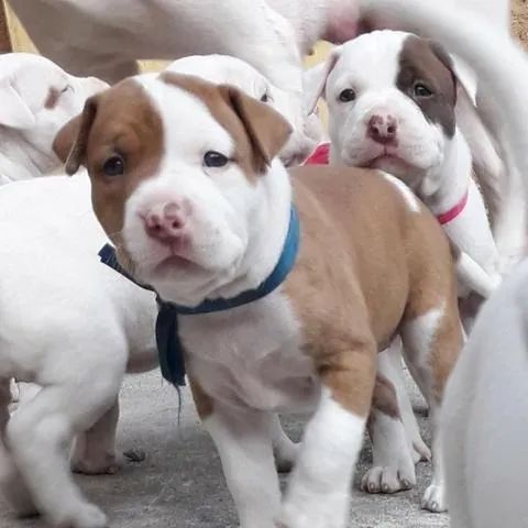 Pitbull padrão da raça- Adquira de loja com segurança - 11.949.33.76.34