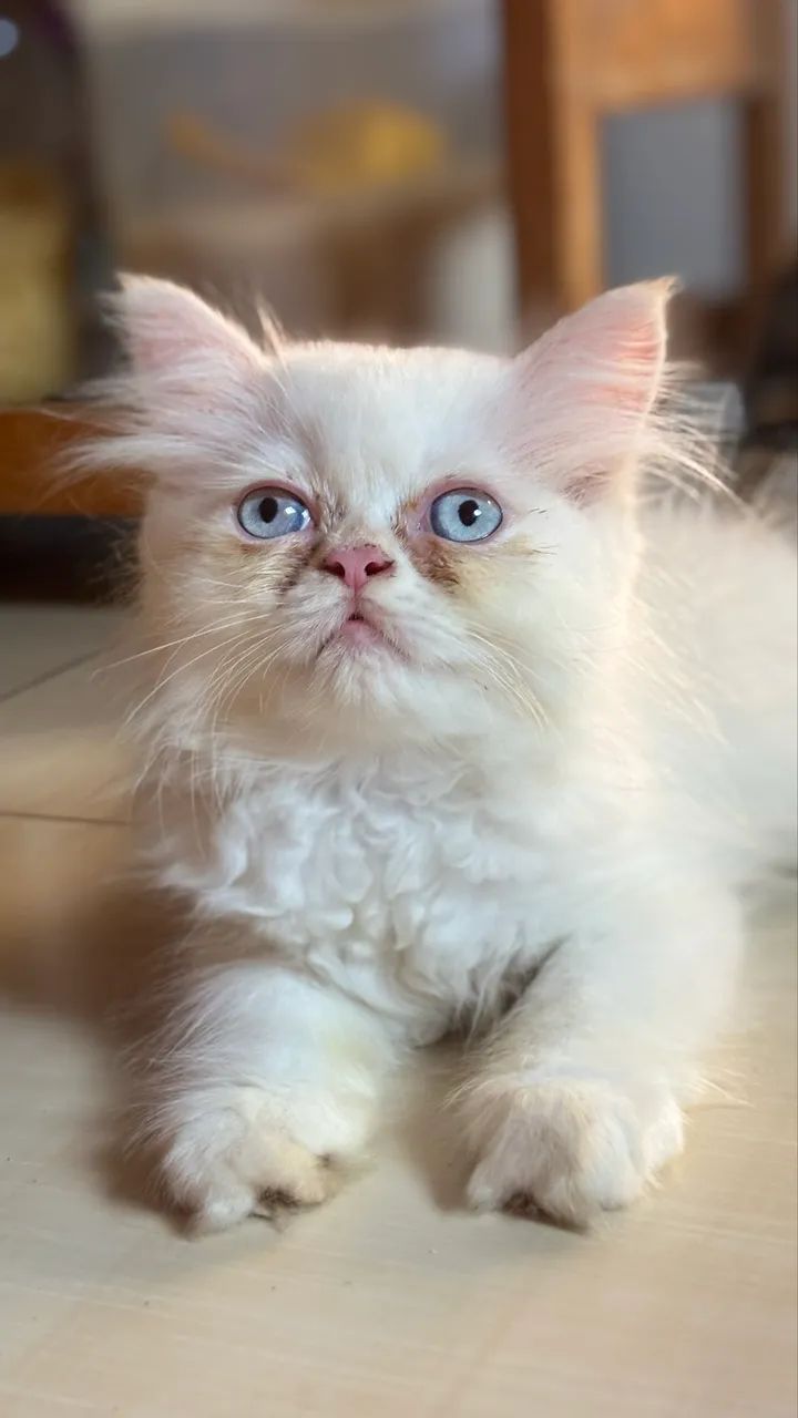 Gatinhos british long hair Machos - Foto 3