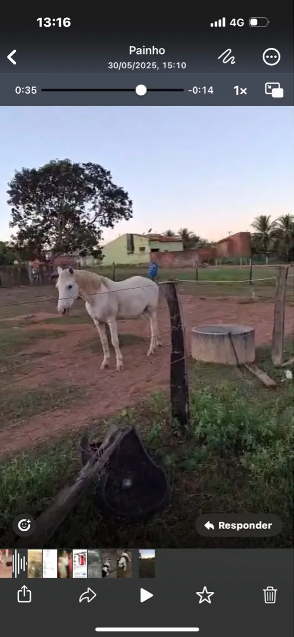 Cavalo branco à venda