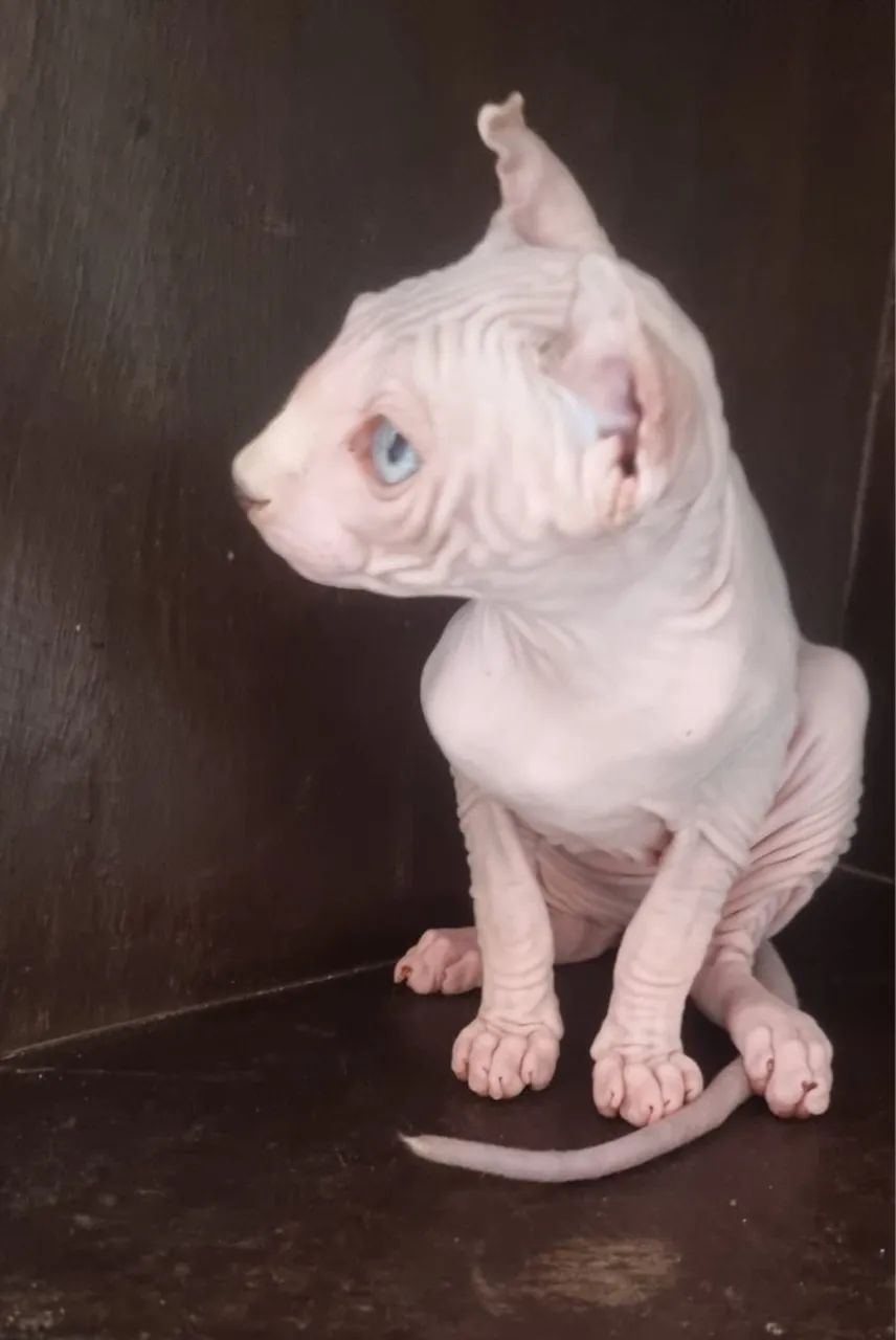 Lindo gato Sphynx ( Elf ) - Foto 2