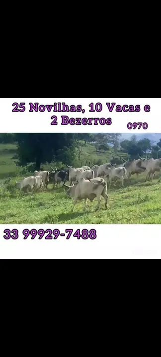 25 Novilhas, 10 vacas e 3 bezerros  - Foto 6