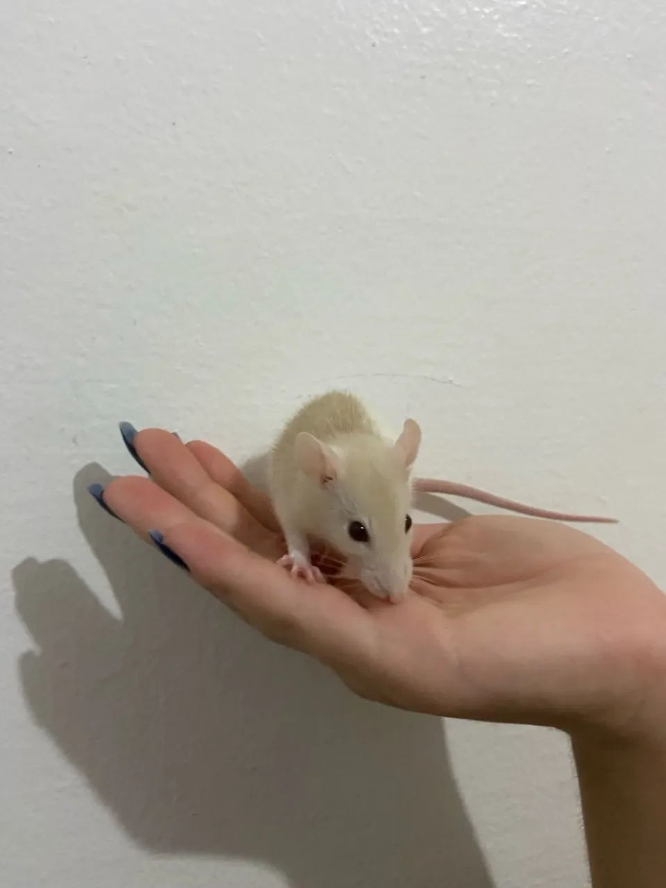 Vendo Ratinhos Filhotes (Raça Twister Standard) - 1 mês e 4 dias - R$50,00 cada - Foto 2