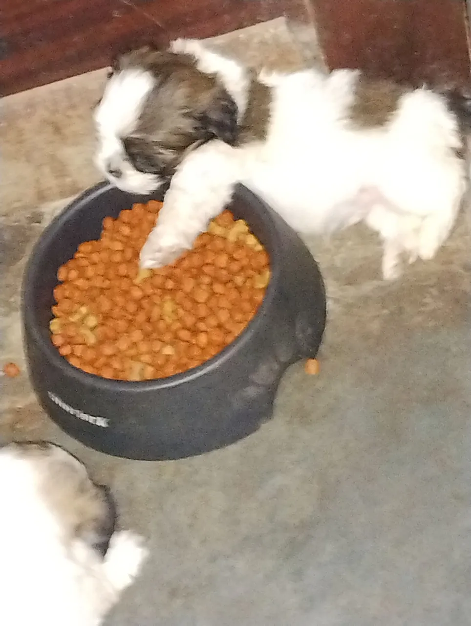 Filhote Shih Tzu disponível para venda