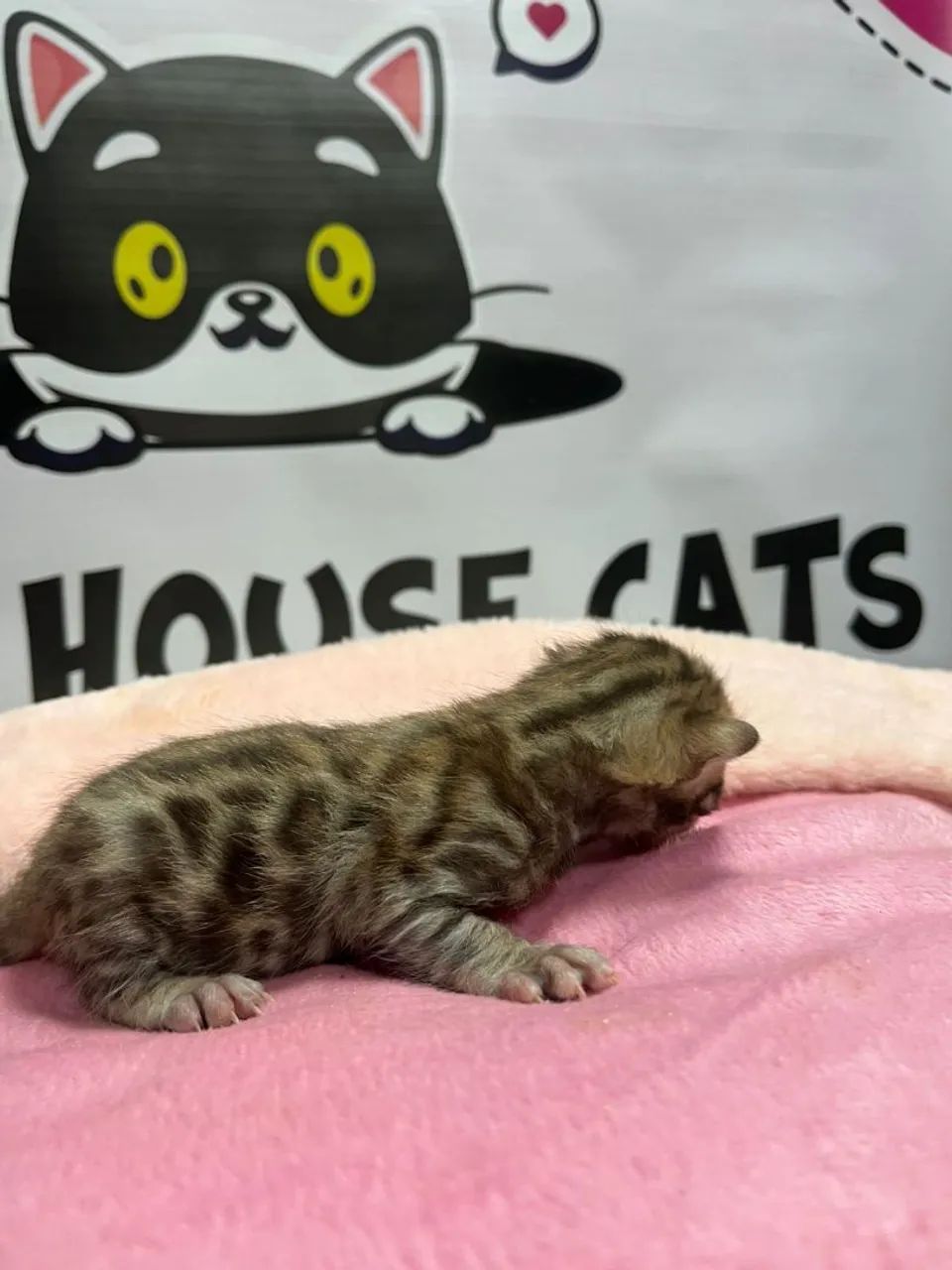 Bengal lindos filhotes  - Foto 3