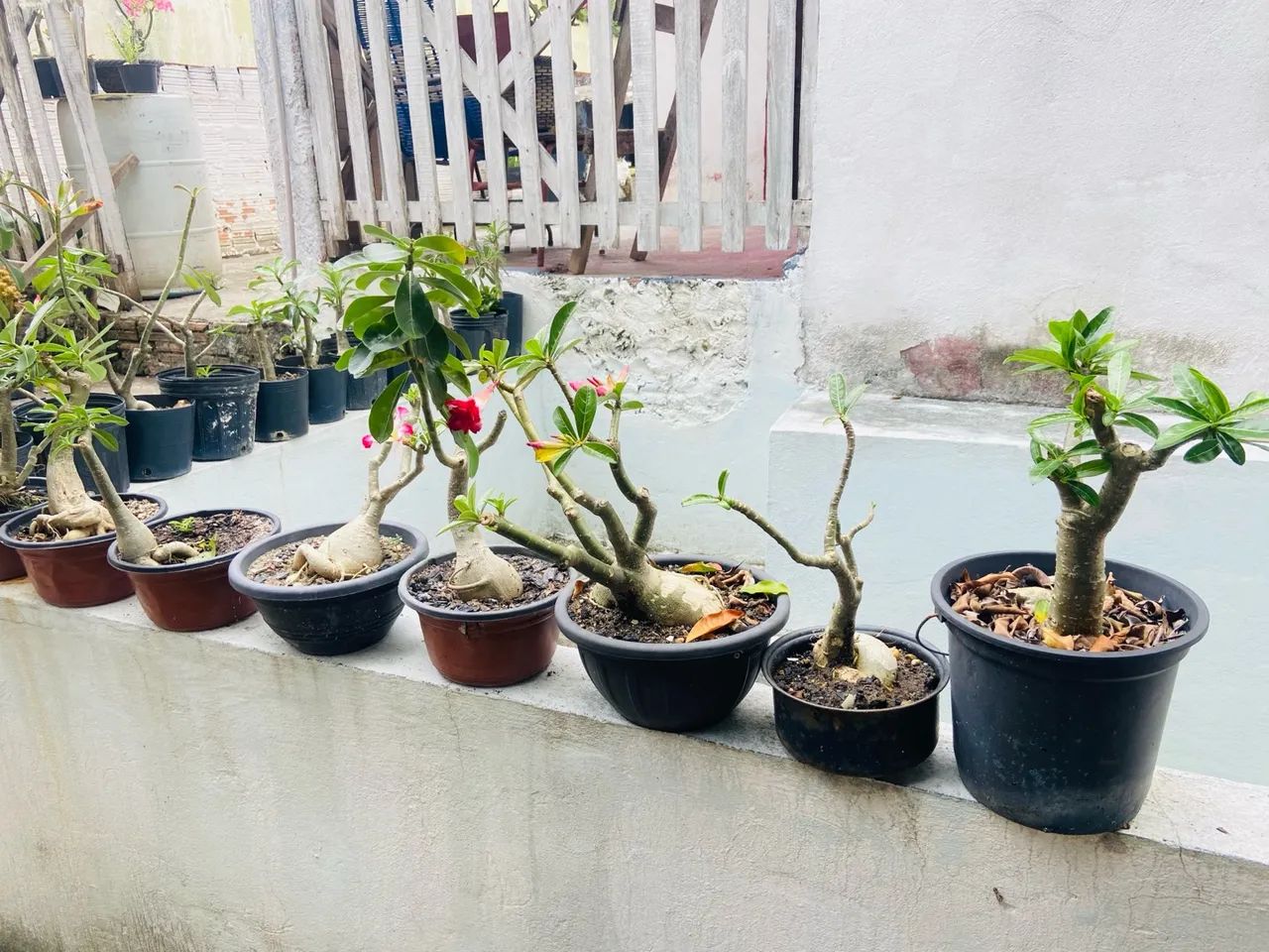 4 Mudas de Adenium obesum (Rosa do Deserto) - Foto 6