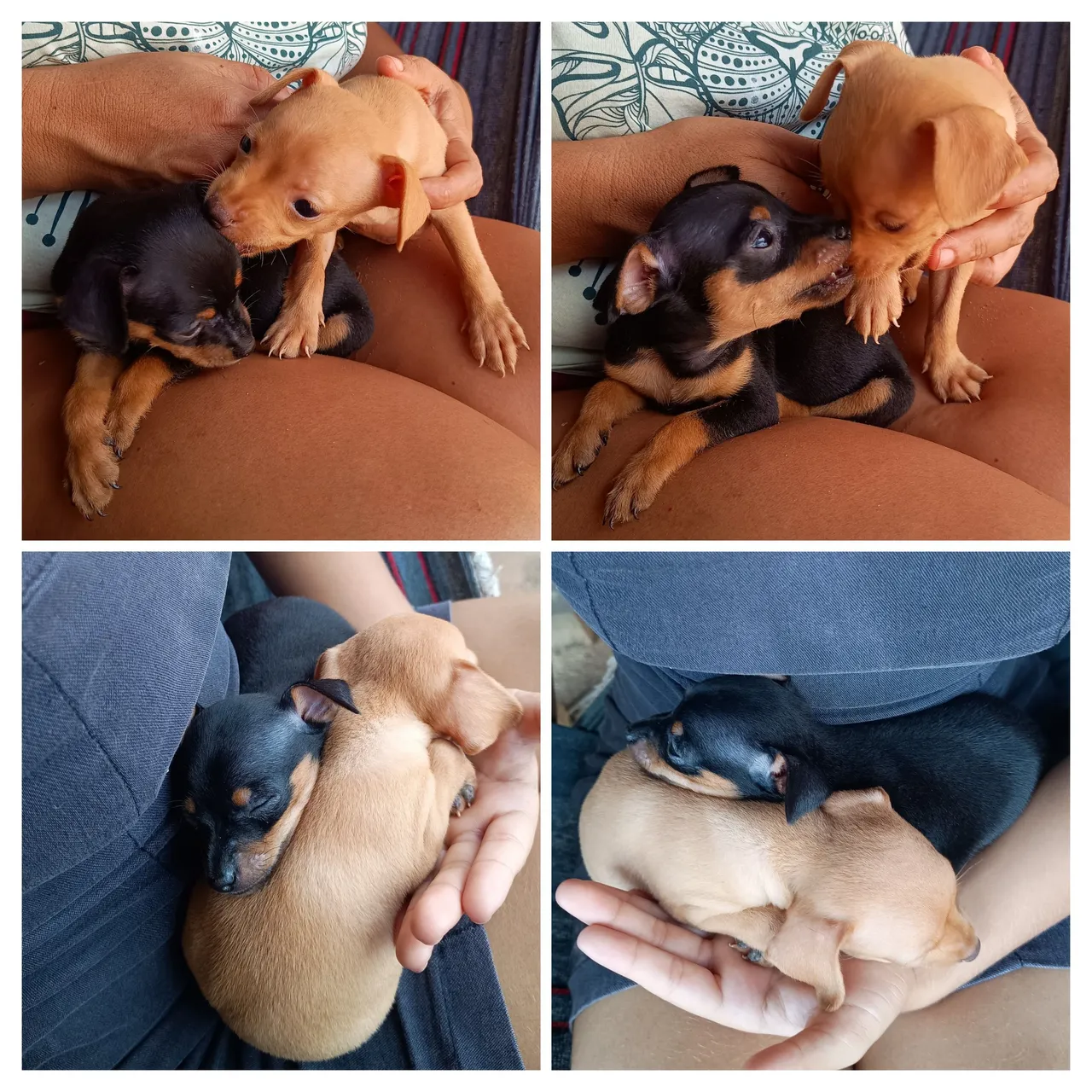 Filhotes de pinscher pai 0, mãe 1