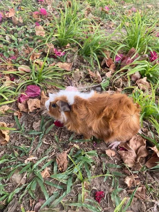 Porquinho angora  - Foto 2