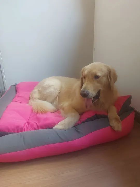 Cama para Cachorro de Porte Grande - Foto 4