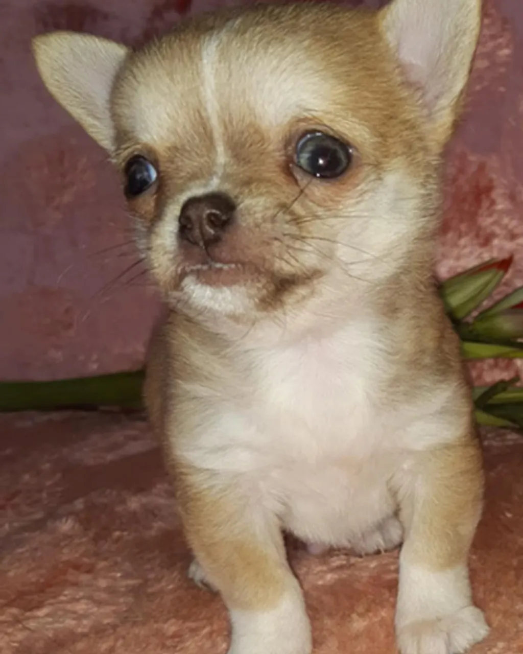 Chihuahua: O menor cão com o maior coração!