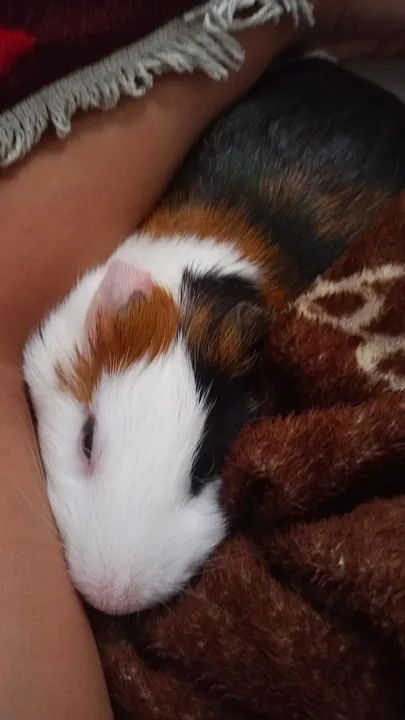 Porquinho da inda fofinho para adoção - Foto 5