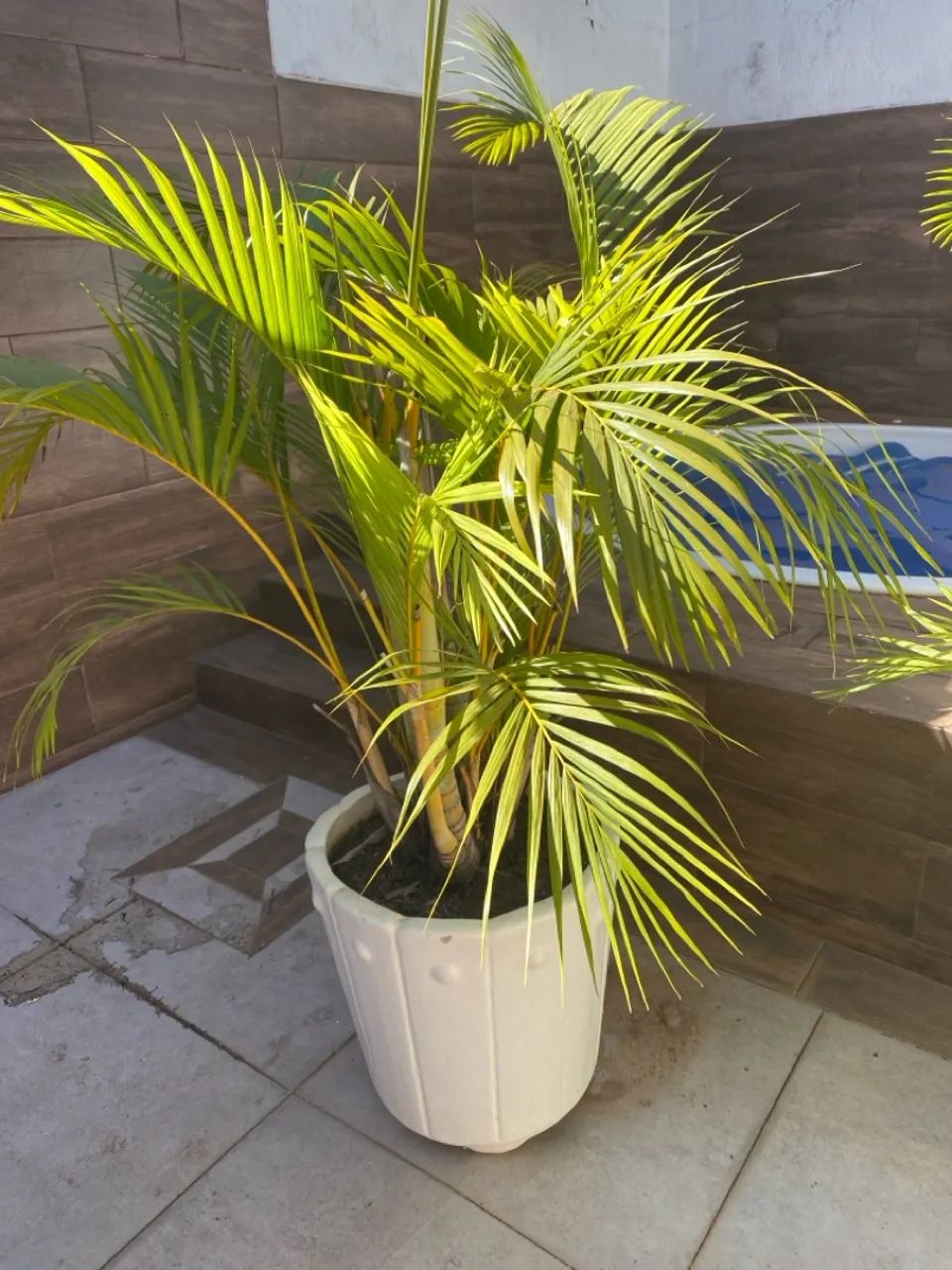  Palmeira em Vaso Decorativo