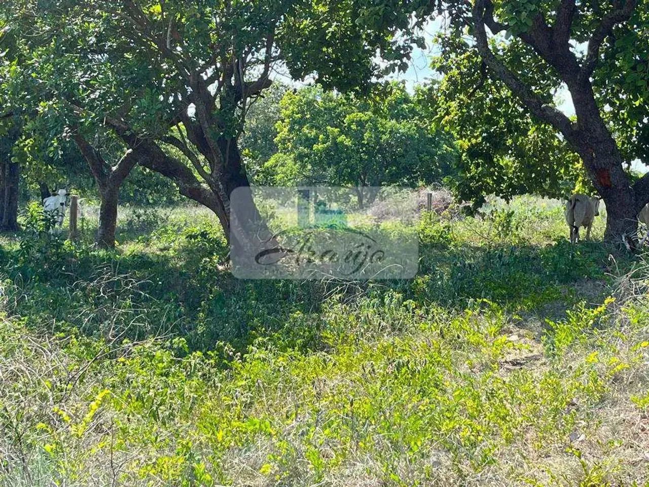 Fazenda com 3 quartos, Residencial Jardim América, Gurupi - R$ 10 mi, Cod: 2546 - Foto 4