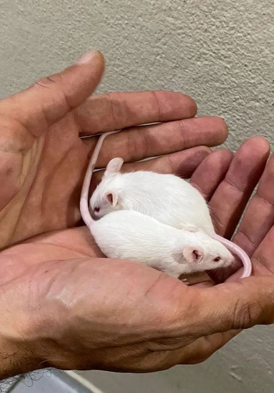 Camundongo pet 64650959756803120