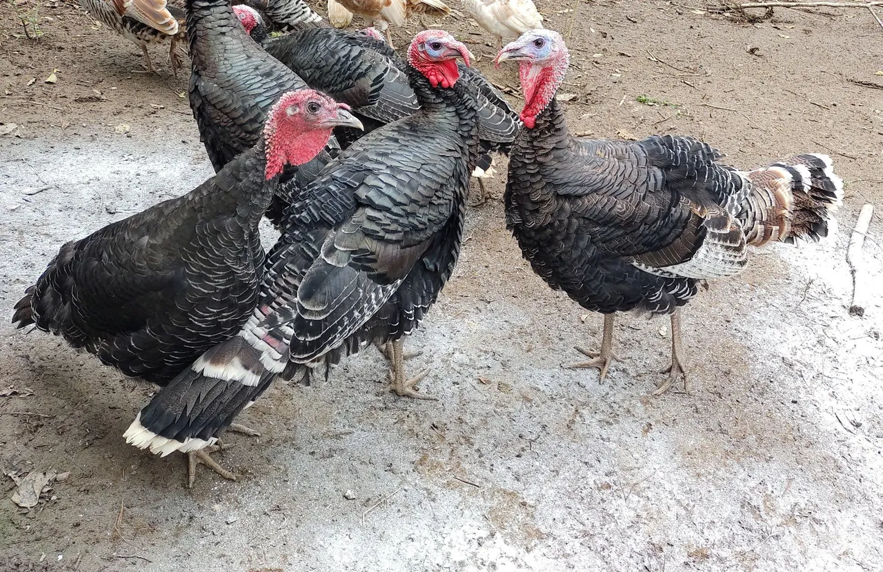Casal de perus jovens, aves vacinadas