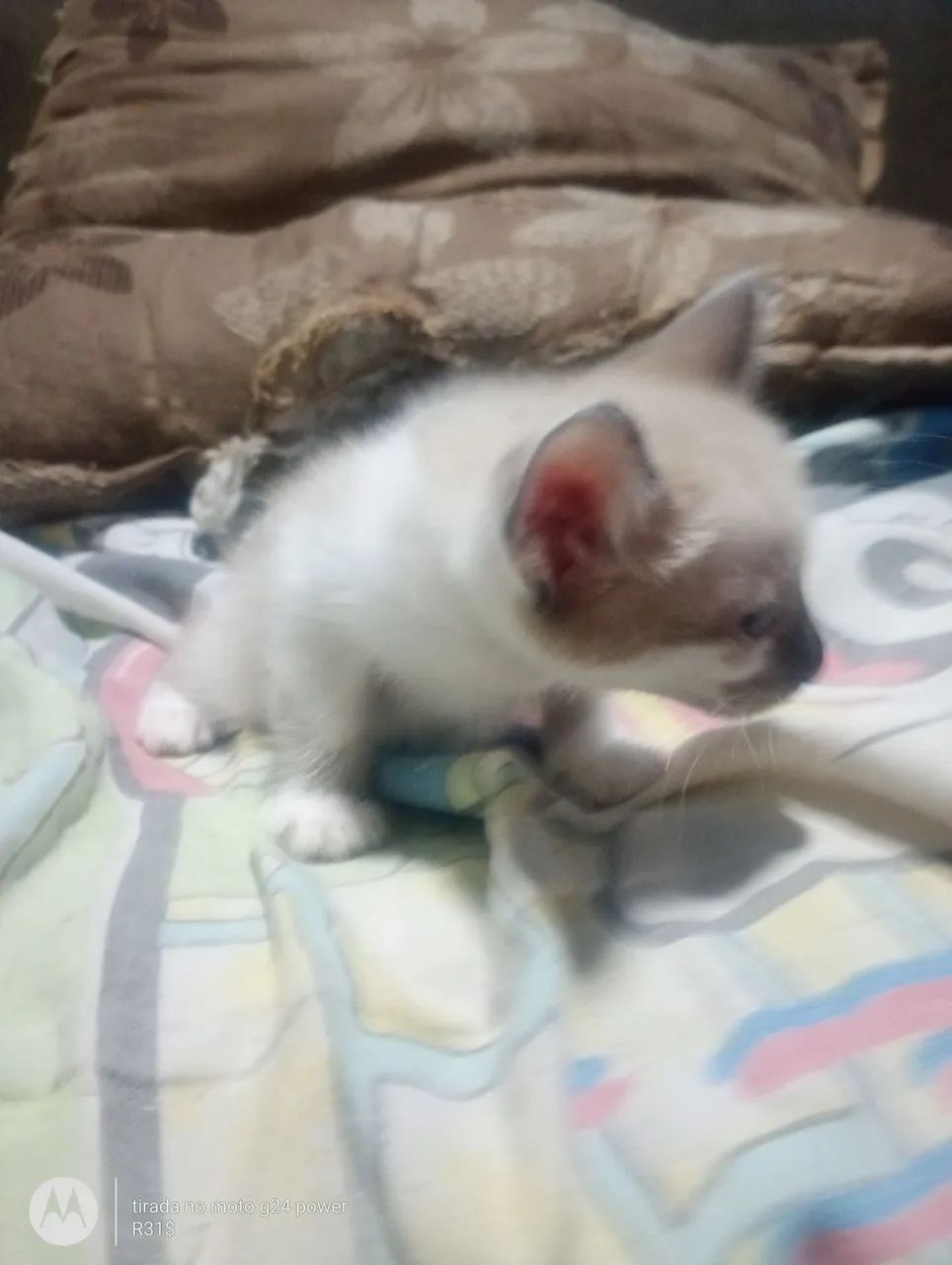 Doação de gatinhos - Foto 5