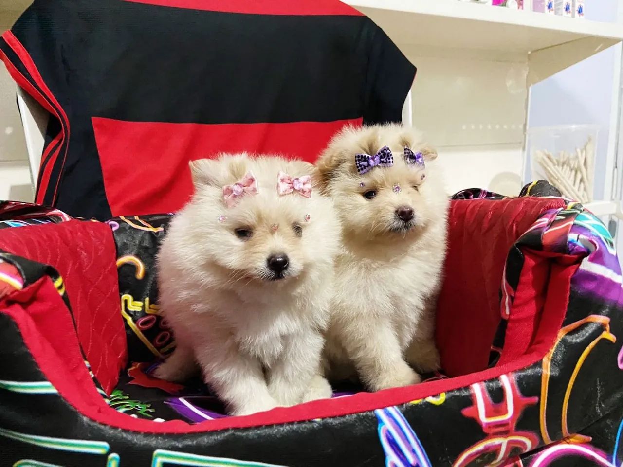 Lulu da Pomerania Anão filhotes com procedência  - Foto 2