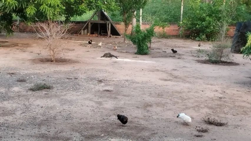 Pesqueiro 1000m². Troca por casa, aceita carro. - Foto 7