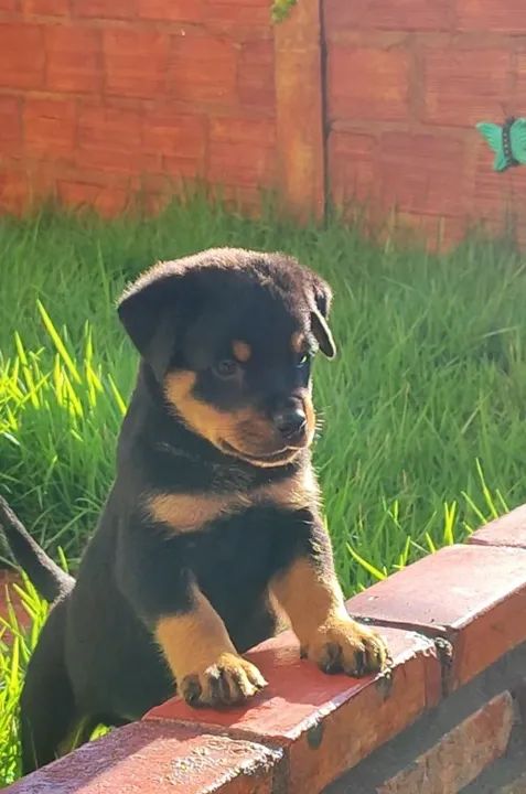Filhote Rottweiler cabeça de touro - Foto 3