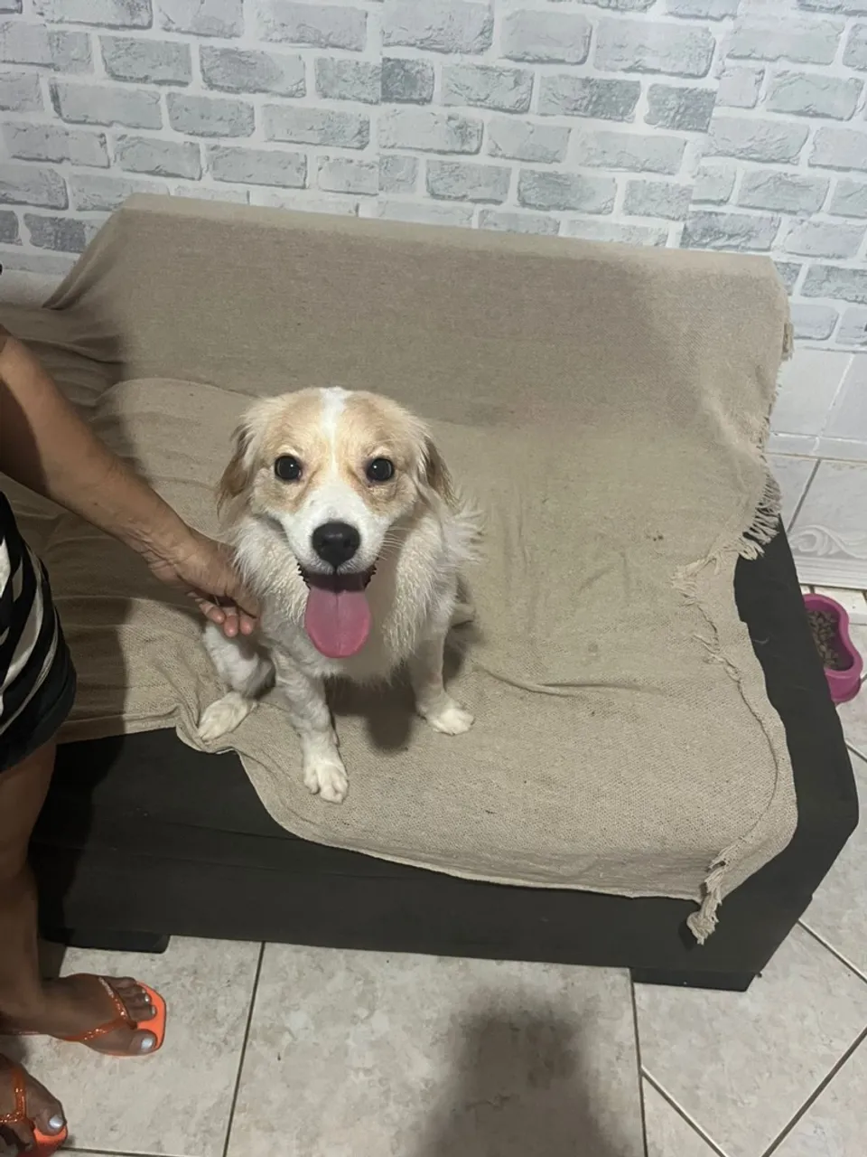 Cãozinho Amigável para Adoção