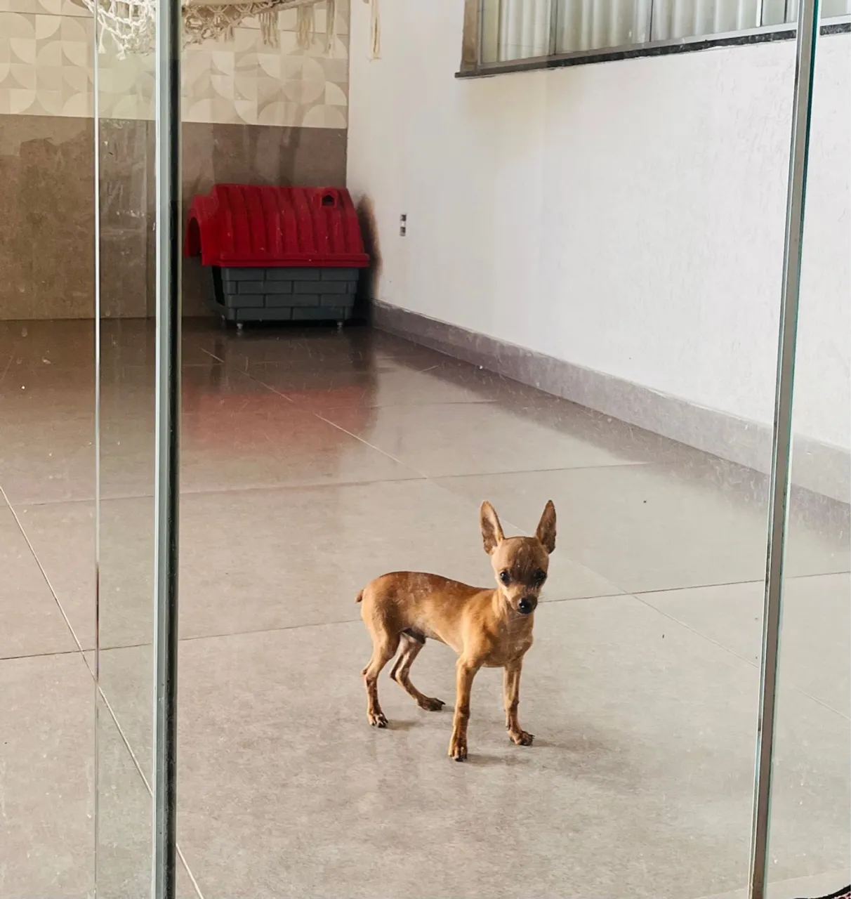 Pinscher zero Vendo