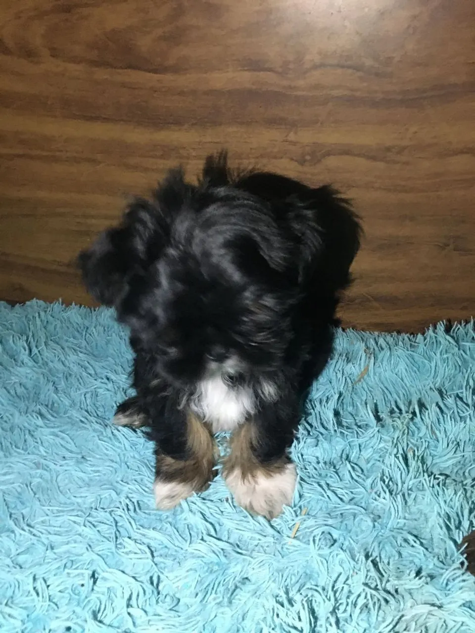 Shih Tzu Macho