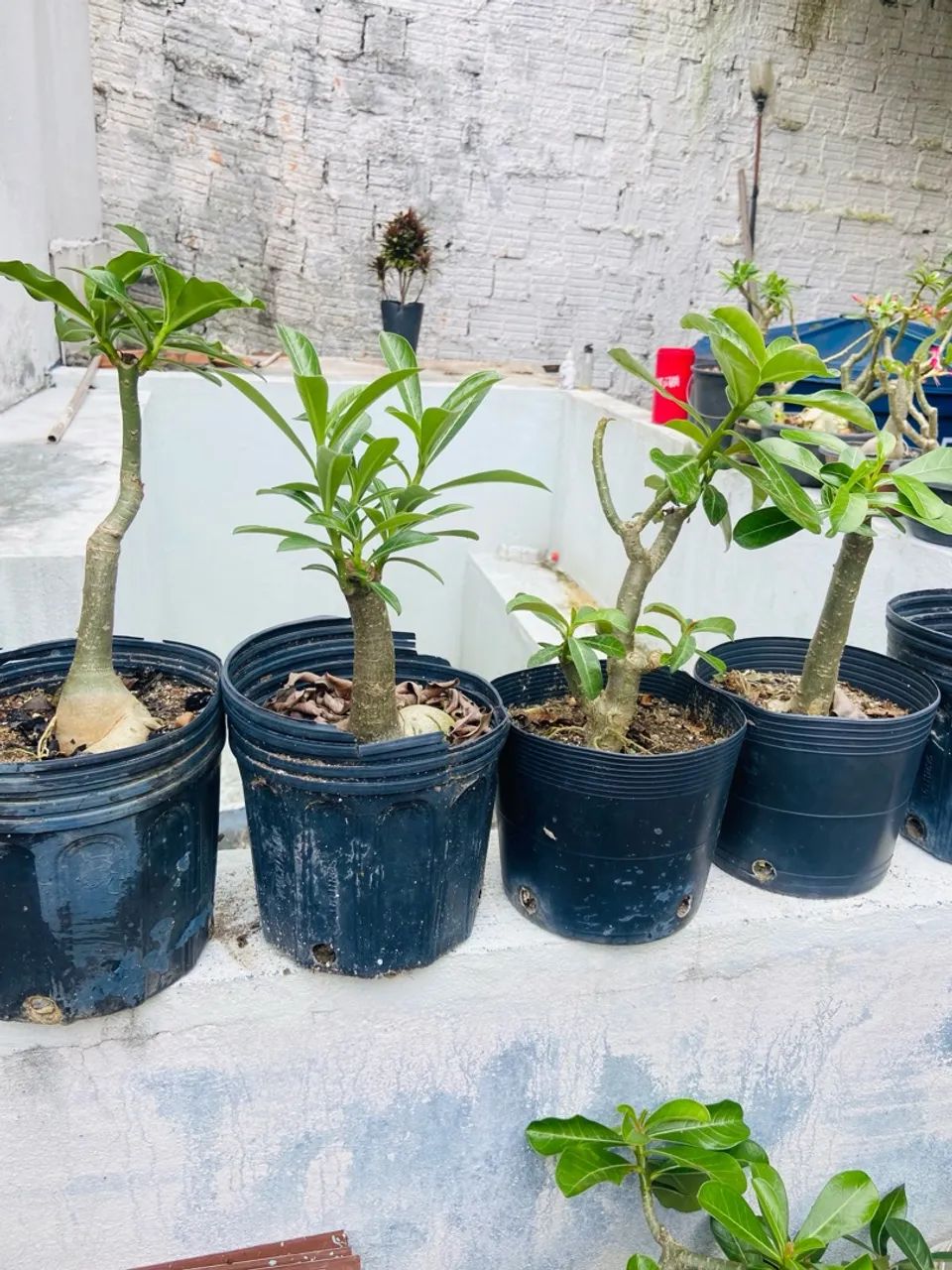 4 Mudas de Adenium obesum (Rosa do Deserto) - Foto 2