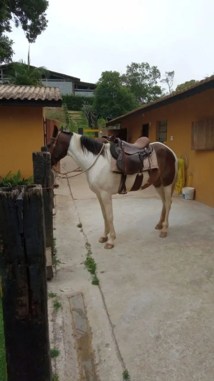 Cavalo femea egua mangalarga machadora - Foto 2