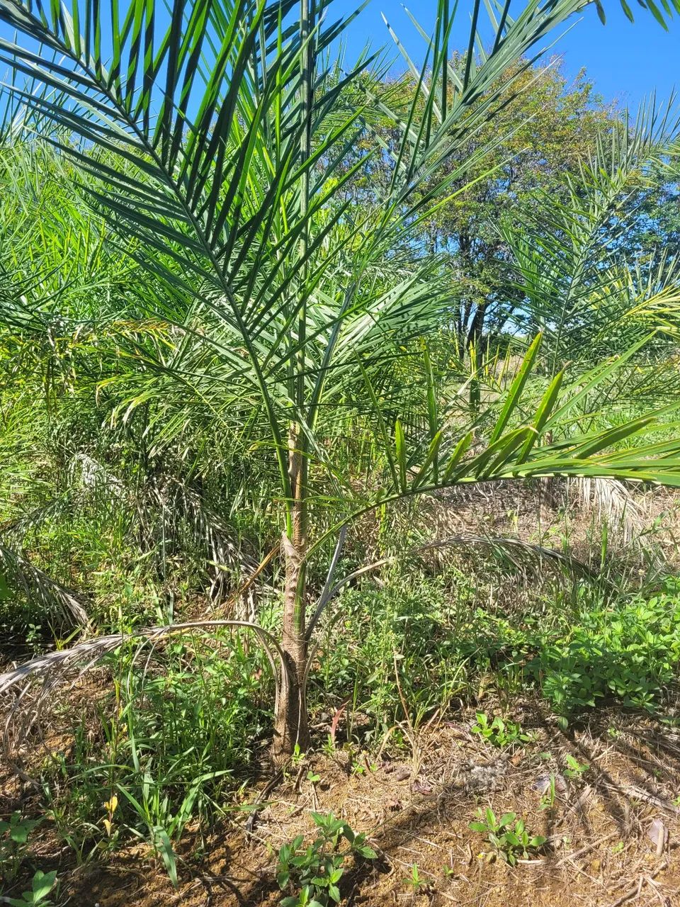 PALMEIRAS GUEROBA-PAISAGISMO E PLANTIO PARA FAZENDAS, CHACARAS E SITIOS - Foto 4