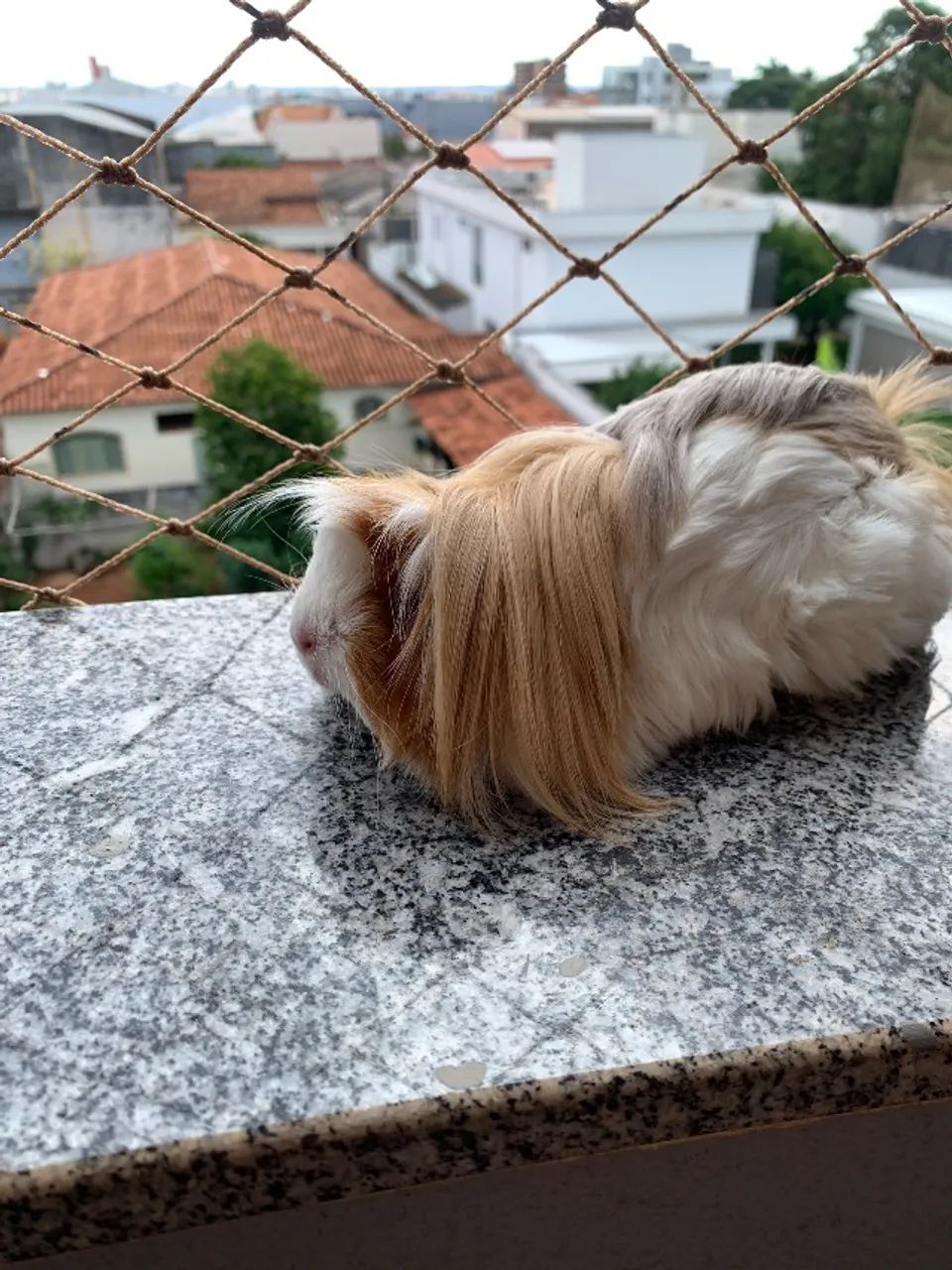 Porquinho da índia peruano peludo - Foto 2