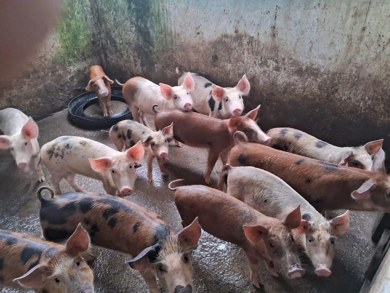 Filhotes de porco para venda - Foto 2