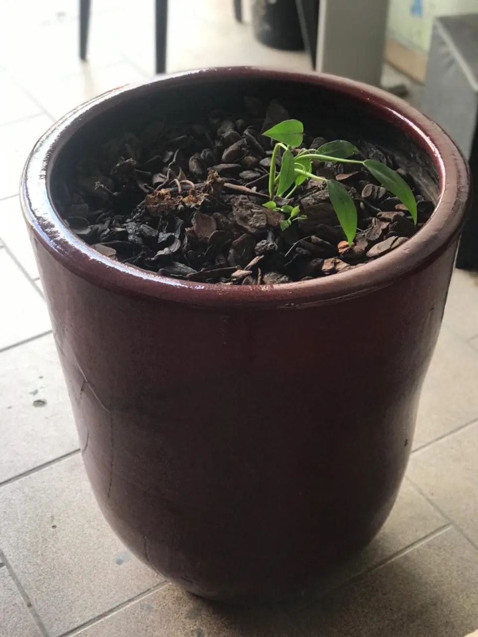 VENDE-SE ESSE LINDO VASO ORNAMENTAL