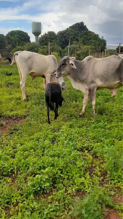 Vendo 3 novilhos  - Foto 5