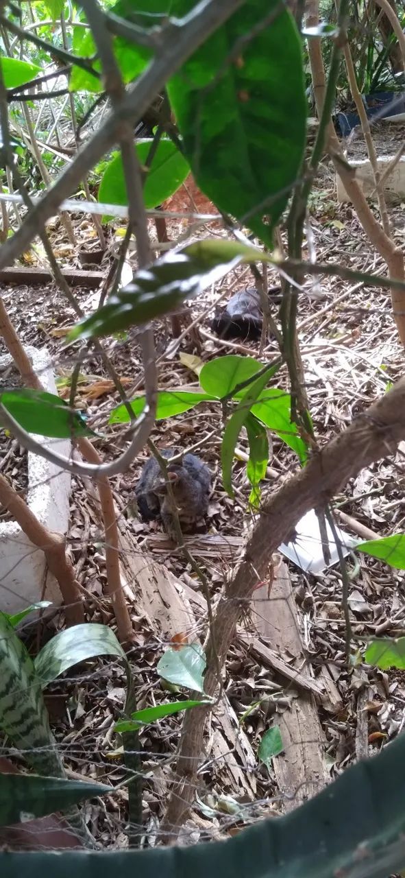 Gatinhos abandonados 
