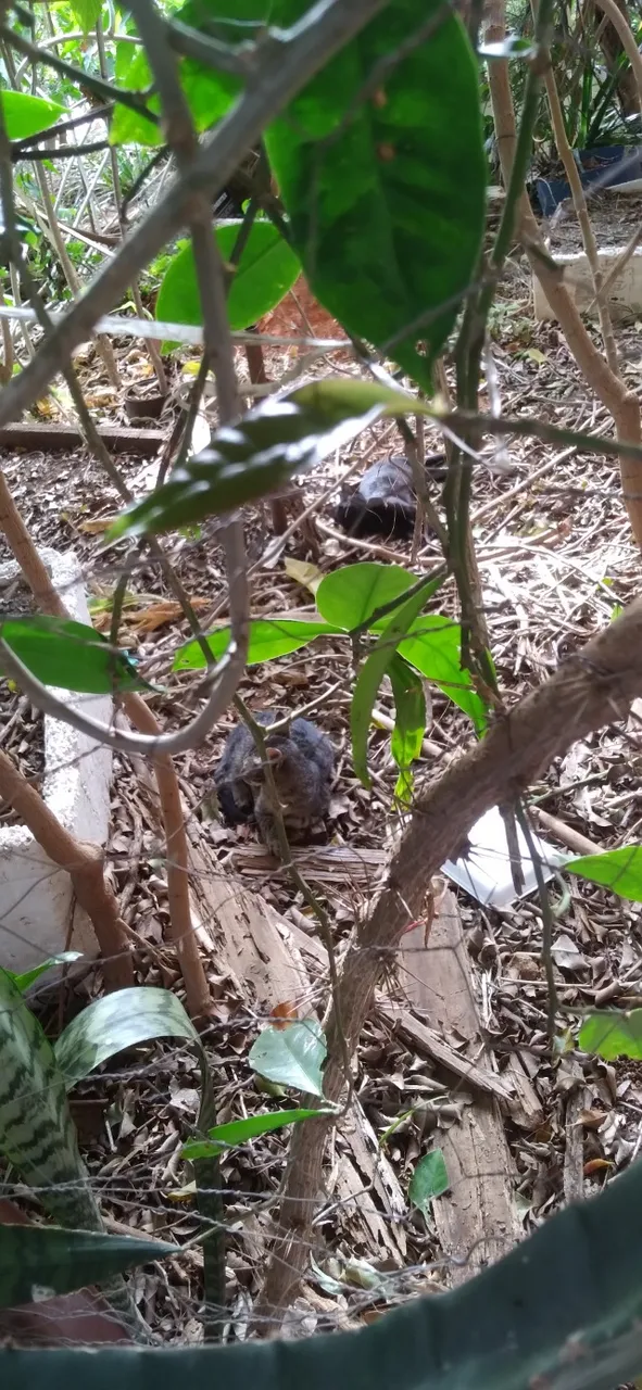 Gatinhos abandonados 