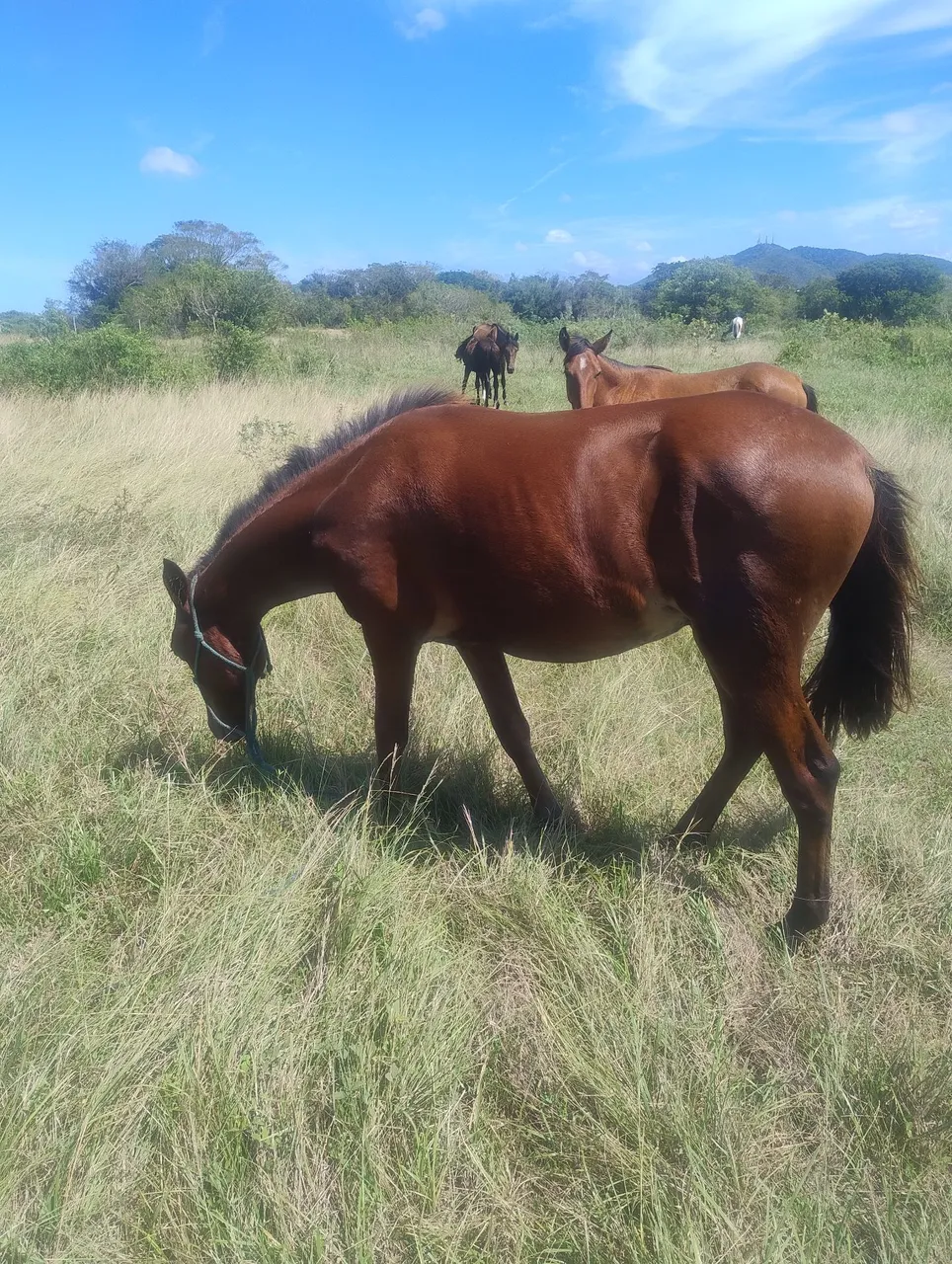 Cavalos para venda