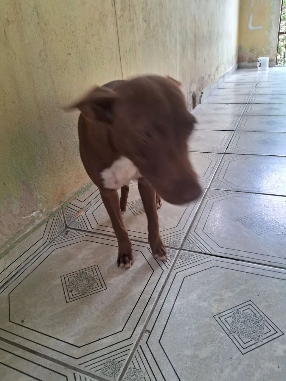 Cachorro fêmea de porte pequeno para adoção - Foto 4