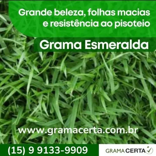 Tapete de Grama Natural Grama Esmeralda Grama São Carlos Plus