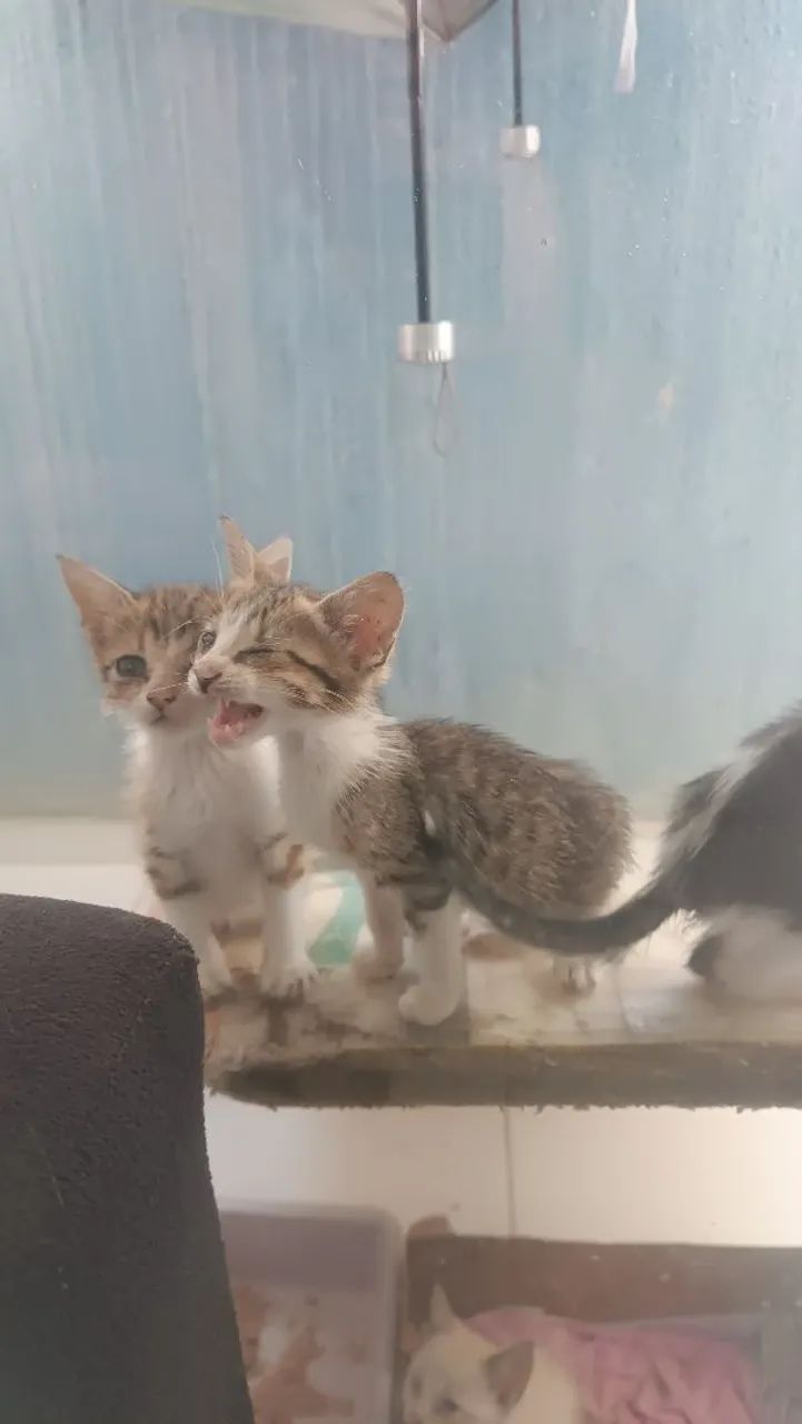 Adoção  com responsabilidade  - Foto 4