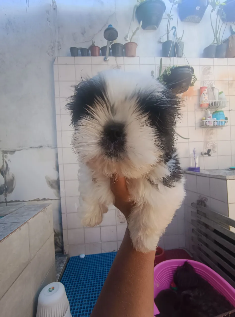 Filhotes de Shih Tzu disponível