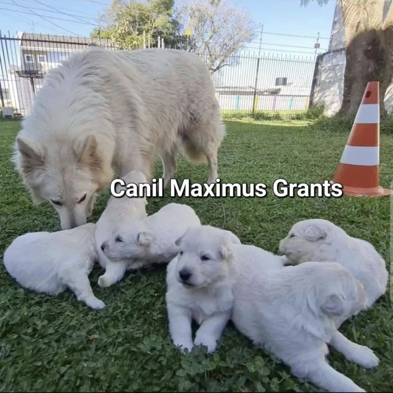 Filhotes de Pastor Suíço  - Foto 6