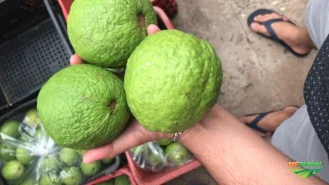 Mudas de Goiaba Tailandesa enxertada - Foto 2