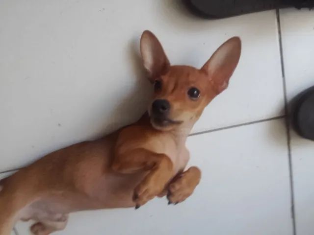 Vendo um Pincher número 1 - Foto 3