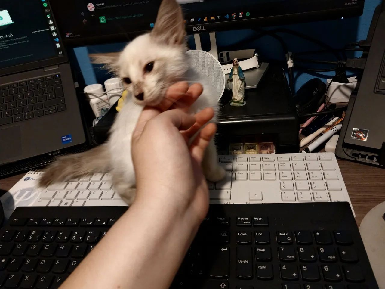 Adote Duquesa - Foto 3