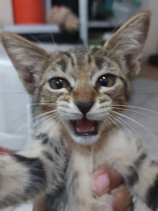Gatinho lindo disponível para adoção - Foto 4